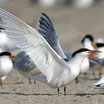 Elegant Tern
